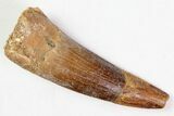 Lot: -, Bargain Spinosaurus Teeth - Pieces #82626-1